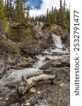 Stunning scenes from Tangle Creek Falls on the Icefields Parkway during spring time with nature waterfall running down the side of a beautiful cliff face in Banff Jasper area of Canada. 