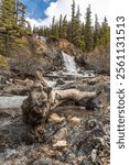 Stunning scenes from Tangle Creek Falls on the Icefields Parkway during spring time with nature waterfall running down the side of a beautiful cliff face in Banff Jasper area of Canada. 