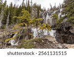 Stunning scenes from Tangle Creek Falls on the Icefields Parkway during spring time with nature waterfall running down the side of a beautiful cliff face in Banff Jasper area of Canada. 