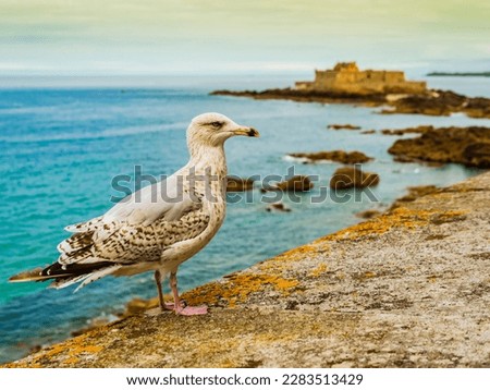 Stunning seagull on the ramparts of Saint Malo with Fort National in background, Brittany, France
