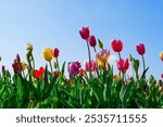 A stunning shot of a field of tulips in full bloom with various colors like pink, purple, yellow, and red against lush green foliage and a bright blue sky. Perfect for brightening any space.