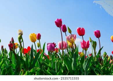 A stunning shot of a field of tulips in full bloom with various colors like pink, purple, yellow, and red against lush green foliage and a bright blue sky. Perfect for brightening any space. - Powered by Shutterstock