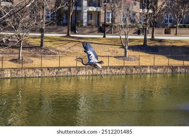 a stunning shot of a gray great white heron bird in flight over a lake surrounded by lush green trees and yellow winter grass on the banks of the lake at The Commons Park in Atlanta Georgia USA	 - Powered by Shutterstock