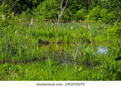 a stunning shot of the lush green trees and plants and the silky brown creek water in the marsh of the wetlands with blue sky at Newman Wetlands Center in Hampton Georgia	 - Powered by Shutterstock