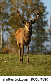Stunning single deer looking at the camera and demonstrating horns in the fall during the golden hour