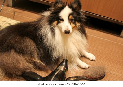 Dog Nice Hair Stock Photos Images Photography Shutterstock