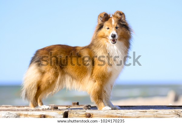 small lassie