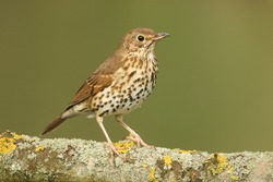 A Stunning Song Thrush (Turdus Philomelos) Perched On A Lichen Covered Branch.