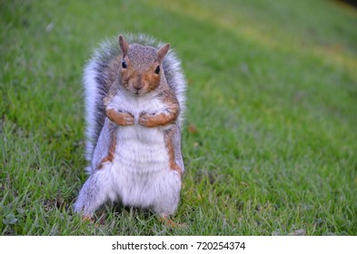 112 Shocked Squirrel Stock Photos, Images & Photography | Shutterstock