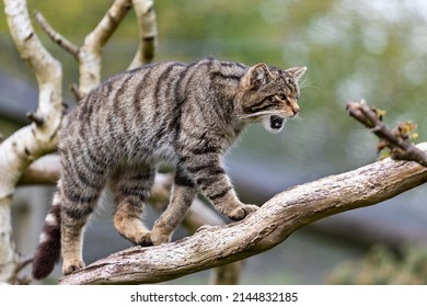 Stunning Stalking Scottish Wild Cat