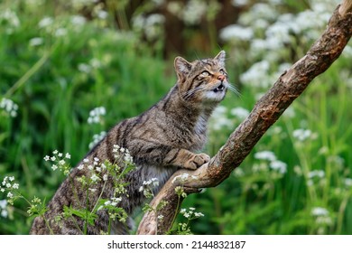 Stunning Stalking Scottish Wild Cat