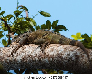 1,459 Standing iguana Images, Stock Photos & Vectors | Shutterstock