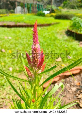 Stunning stock image of purple Celosia flower spikes seeds with details ultra hd hi-res jpg stock image photo picture selective focus vertical background top or aerial ankle view blurred background 