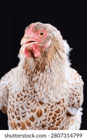 A stunning studio portrait of a Buff Laced Wyandotte hen posing elegantly against a solid black background, showcasing her intricate lacing pattern and beautiful golden feathers.