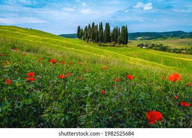 Stunning summer flowery fields with yellow canola flowers and red poppies. Cypress trees and agricultural fields in Tuscany, Italy, Europe