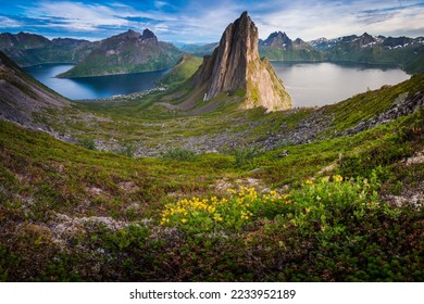 Stunning summer landscape from Mount Hesten on Iconic Mountain Segla in late evening light. Clear fjord waters and mountain range in background, Fjordgard, Senja, Norway