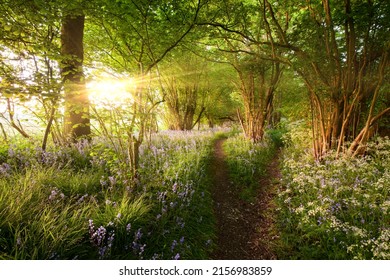 Stunning Sunrise In Bluebell Woods With Split Path Leading Through The Trees. Natural Forest Scene With Dawn Sunlight