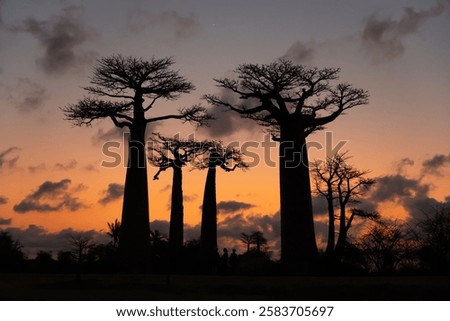 Similar – Image, Stock Photo Majestic tree along the tranquil Jungle riverbank