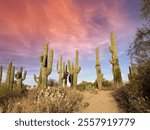 A stunning sunset over the desert in Gilbert, Arizona, featuring a pathway lined with towering a saguaro cacti and vibrant autumn skies. A tranquil scene showcasing the Southwest