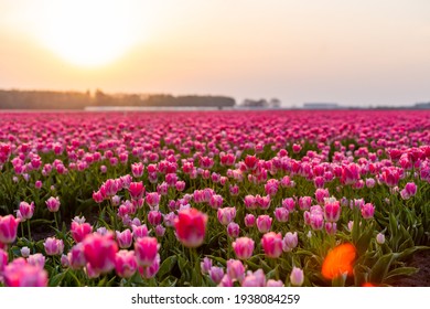 Stunning Sunset Over Dutch Tulip Fields: A Vibrant Spring Landscape