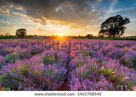 Stunning sunset over fields of Lavender in bloom in the Somerset countryside