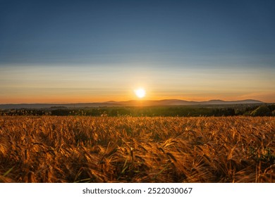 A stunning sunset over a golden wheat field, illuminated by the warm light of the setting sun on the horizon. The sky blends into shades of blue and orange, creating a peaceful and serene atmosphere. - Powered by Shutterstock