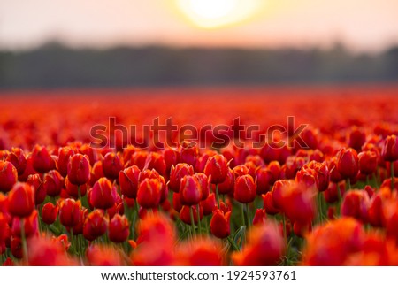Stunning Sunset Over Tulip Fields in the Netherlands: A Dutch Springtime Splendor