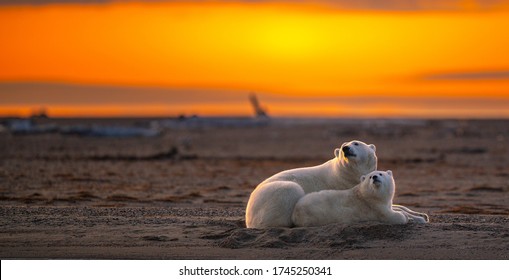A stunning sunset shot of a mother polar bear lying down with its cub on a sandy ground in Kaktovik, Alaska