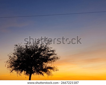 Stunning Sunset with a Singular Tree
