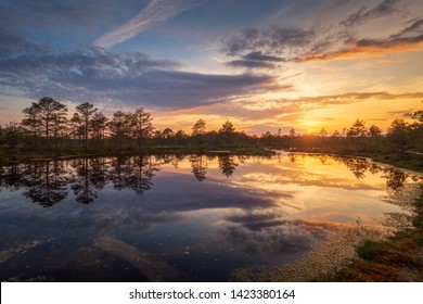 Stunning Sunset In The Swamp. Amazing Nature Of Estonia. View Of Sunset Clouds Reflected In The Bog. 