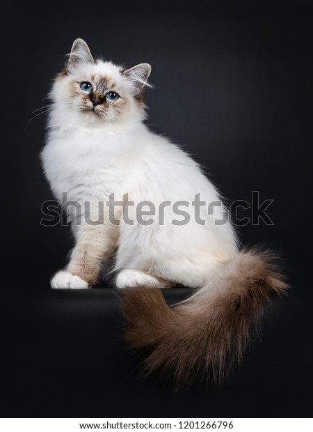 blue tabby point birman