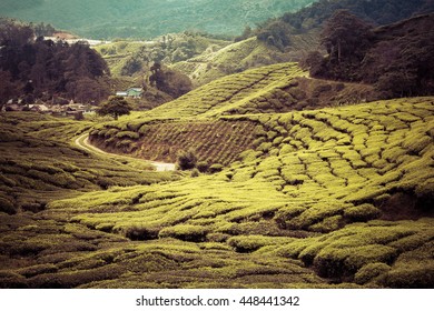 stunning tea plantation