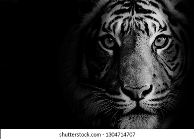 Stunning tiger in black and white