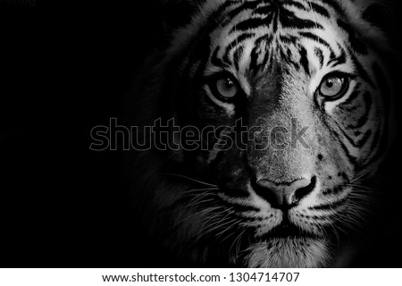 Stunning tiger in black and white