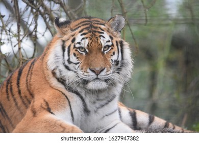 Stunning Tiger Sitting Down Looking At The Camera