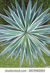 A stunning top-down view of a variegated agave plant displaying a perfectly symmetrical rosette of long, pointed blue-green leaves with creamy white margins. Captured outdoors on a lush green lawn, this botanical close-up highlights the natural geometry, texture, and striking contrast of the succulent's foliage. Water droplets on the leaves add a fresh, vibrant appearance, making the image ideal for themes related to nature, landscaping, gardening, drought-tolerant plants, tropical gardens, botanical collections, and modern landscape design. The balanced radial composition creates a visually appealing abstract pattern, suitable for use in editorial content, environmental publications, plant identification, garden magazines, home decor, and commercial design projects. This high-resolution photograph emphasizes the beauty of ornamental succulents and the intricate details found in nature, offering ample copy space around the subject while maintaining a clean and eye-catching