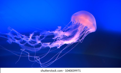 Stunning Translucent Jellyfish Swimming Around In A Deep Blue Fish Tank. Umbrella Shaped Aquatic Creature Floating In Aquarium. Animal With Tentacles To Catch Prey Or To Defend It Self From Predators.