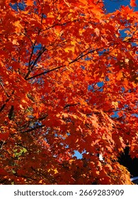 Stunning tree displaying height of fall foliage 