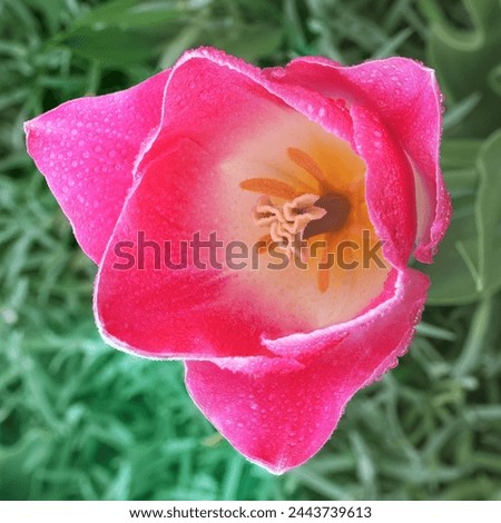 A stunning tulip flower in full bloom with dew drops. A perennial plant with showy flowers in the genus Tulipa, belonging to the Liliaceae family.