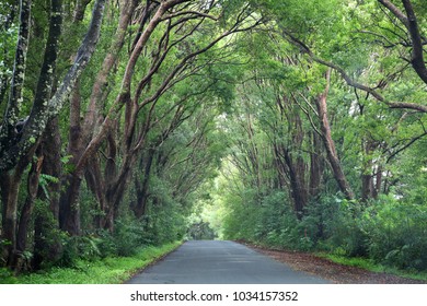 Stunning Tunnel Of Large Healthy Green Trees On Road Side In Forest In New South Wales Australia