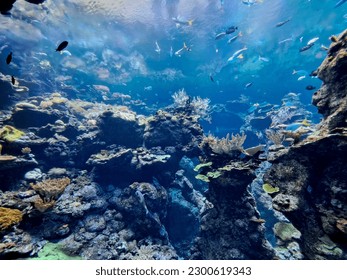 Escena impresionante bajo el agua de un acuario en San Francisco