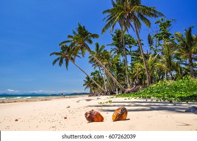 Stunning View Of The Beach In Mission Beach, Cassowary Coast Region, Queensland, Australia. White Sand Beach, Crystal Clear Water And Palm Trees Along The Beach. Two Coconuts Lying In The Sand.