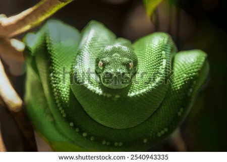 A stunning view of a green python perched on a branch in a zoo animal exhibit