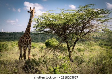 Stunning View Of A Masai Giraffe Standing Majestically In The Savannah Of The Nairobi National Park, Kenya, Next To A Whistling Thorn Acacia