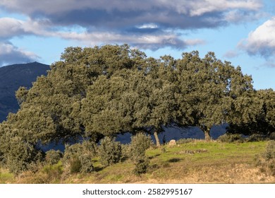 A stunning view of oak trees on a hillside, framed by dramatic clouds in the sky. The vibrant greenery and natural beauty of the landscape create a serene atmosphere