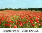 A stunning view of a red poppies field in bloom in Bewdley, Wyre Forest National Reserve, England, UK.