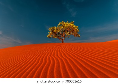 Stunning View Of Rippled Sand Dunes And Lonely Tree Growing Under Amazing Blue Sky At Drought Desert Landscape. Global Warming Concept. Nature Background 