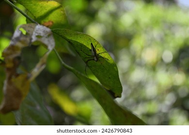 A stunning view of a striped lynx spider sat on the underside of a green leaf that is partially exposed to sunlight