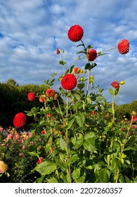 Stunning View Of Summer Autumn Botanical Garden With Red Ball Dahlias Flowers, Floral Wallpaper Background With Red Dahlia