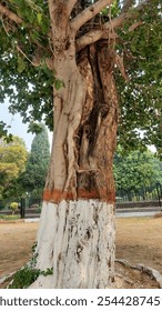 
A stunning view of two different trees with their trunks wrapped around each other, creating a natural 